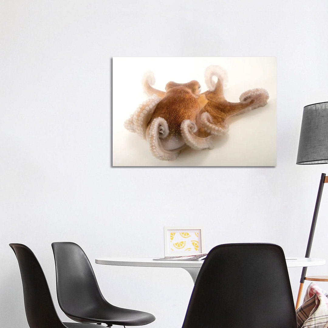 A Common Octopus At Gulf Specimen Marine Lab And Aquarium by Joel Sartore - Gallery-Wrapped Canvas Giclée on Canvas