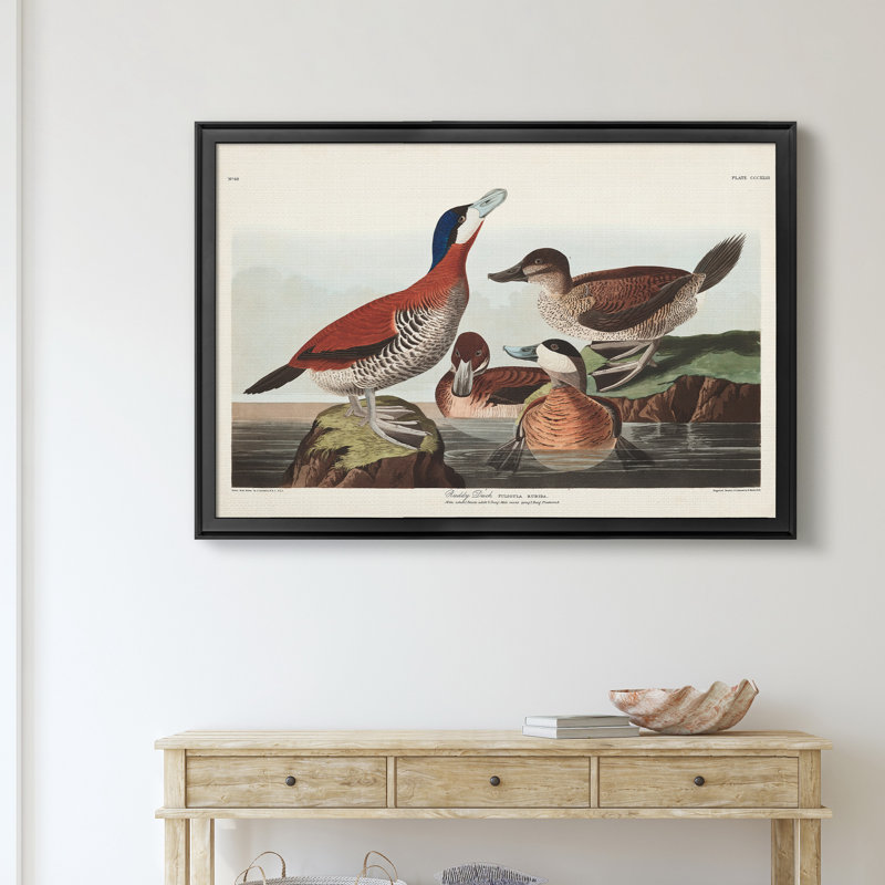 Ruddy Duck - reproduction d'art sur toile, H 30,5 po x l 42,5 po x P 1,5 po, Noir