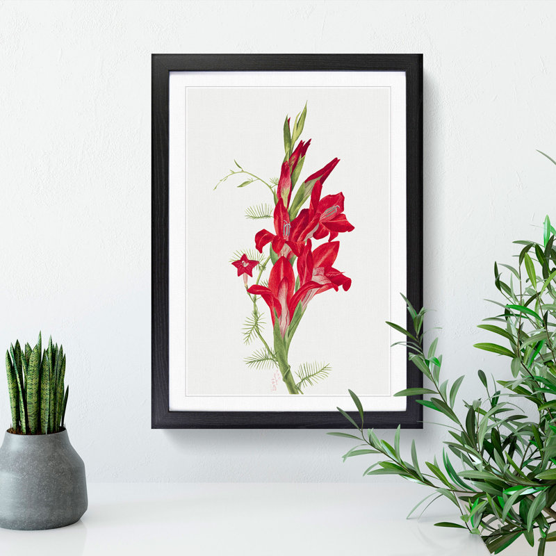 Cannas and Cypress Vine by Mary Vaux Walcott - Picture Frame Painting, Black Framed, 48cm H x 36cm W x 2cm D