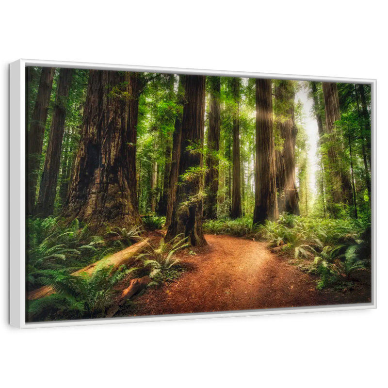 Lever de soleil au parc d'État Jedediah Redwoods, Cadre flottant blanc, 37 po x 25 po