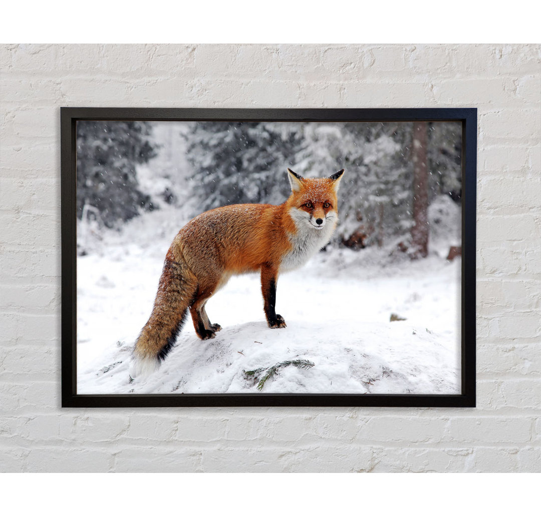 Schneefuchs - Einzelner Bilderrahmen Kunstdrucke auf Leinwand