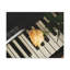 No Frame Print on Canvas-474158265