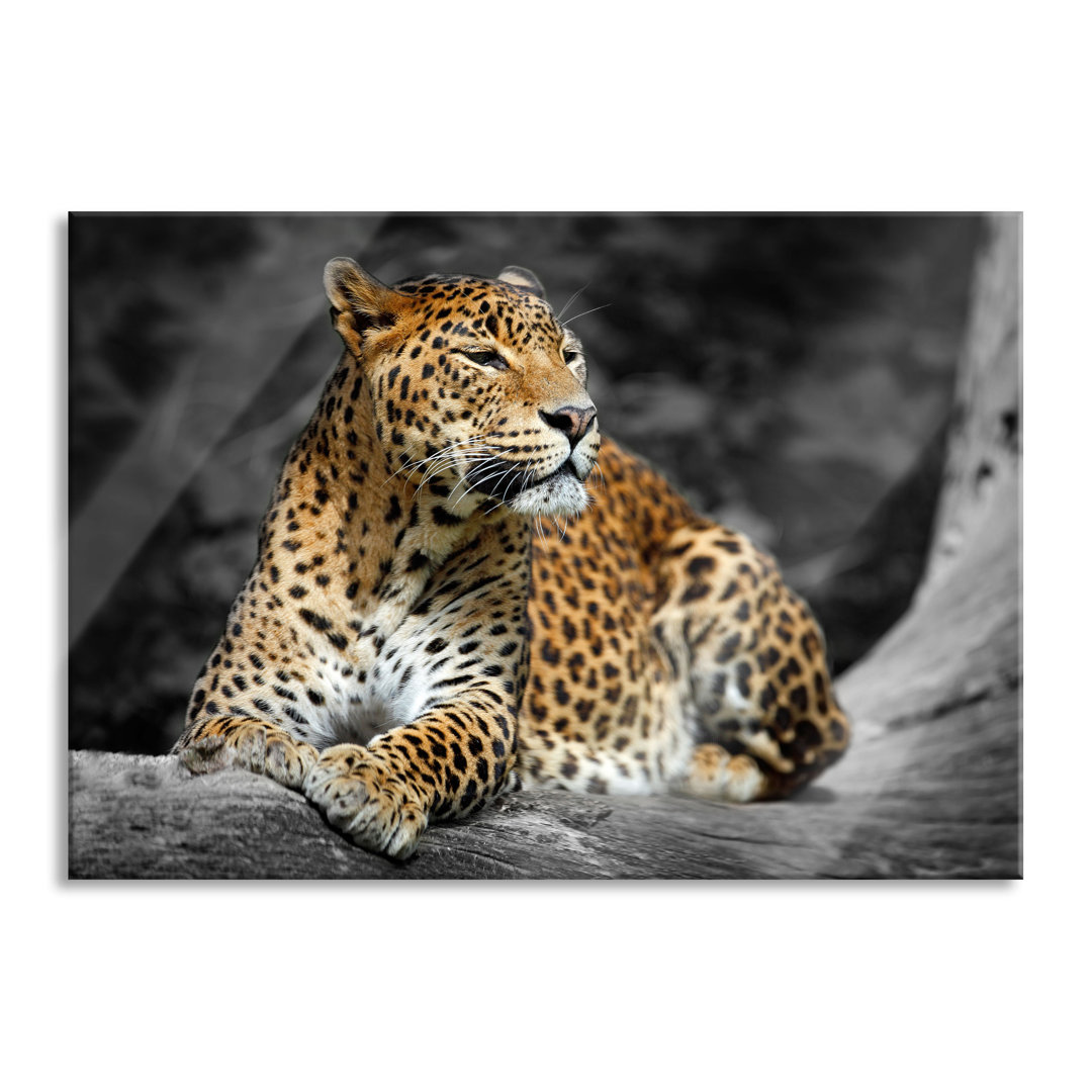 Glasbild Schöner Leopard in der Natur