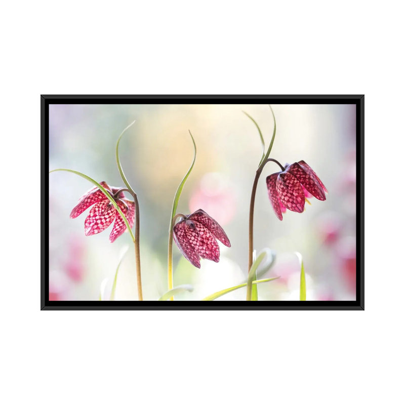 Snakes Head Fritillary by Mandy Disher - Floater Frame Print on Canvas, Black, 101.6 cm H x 66.04 cm W