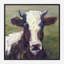 Moo Moo II By John Beard - Gallery Wrapped Canvas Print-1142727295