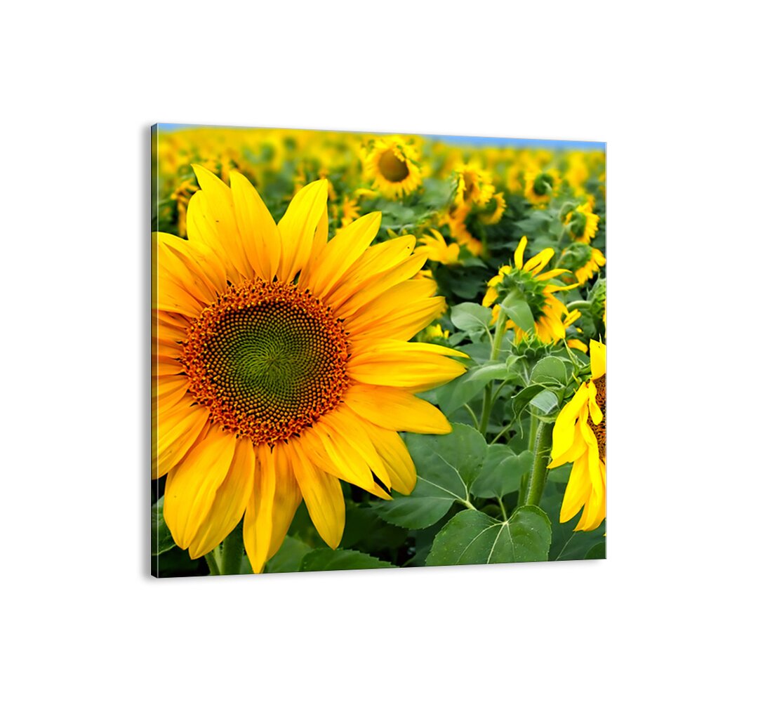 Leinwandbild Hunderte von Sonnenblumen