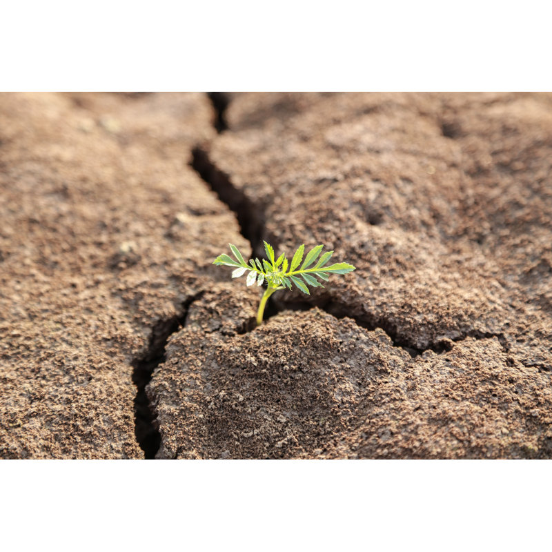 New Life Plant - Wrapped Canvas Print, 30cm H x 46cm W x 3.8 cm D