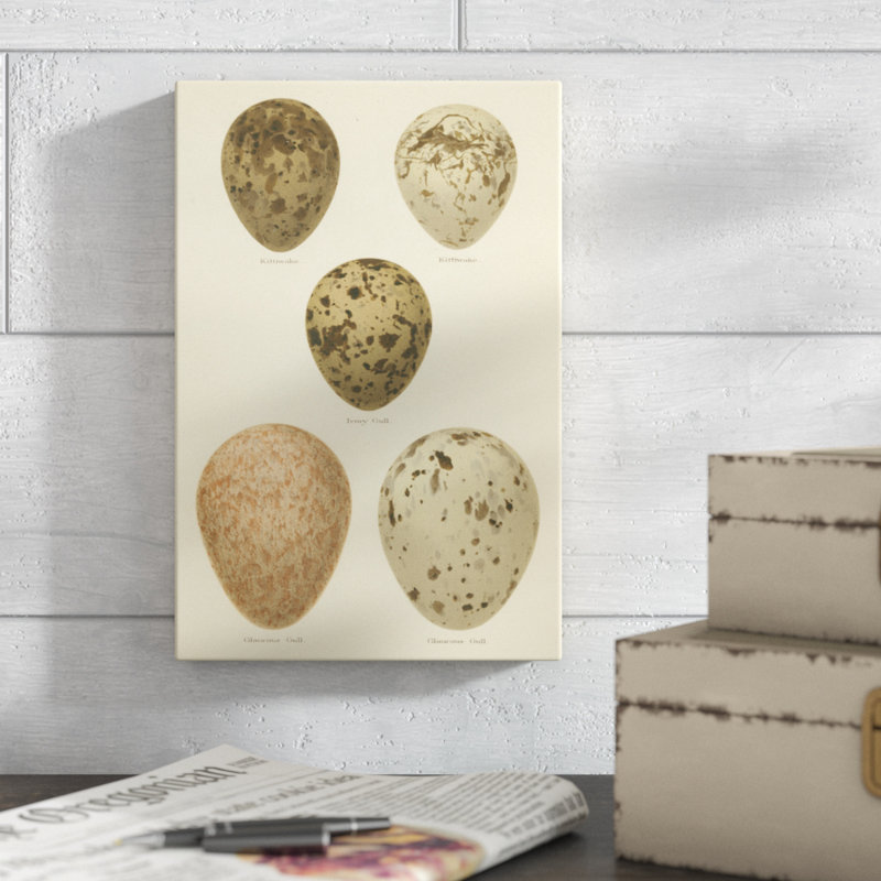 Antique Bird Egg Study IV by Henry Seebohm - Painting Print, 30cm H x 20cm W, Wrapped Canvas
