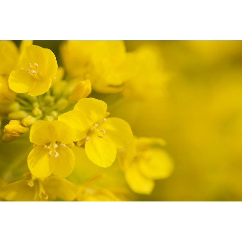 Canola Flower by Ooyoo, 8" H x 12" W