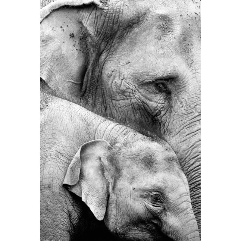 Mother And Baby Elephant - Wrapped Canvas Print, 30cm H x 20cm W x 3.8cm D
