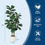 Plant-2138119192