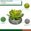 Jardinière avec succulent Echeveria artificielle-1784039848-1784032528