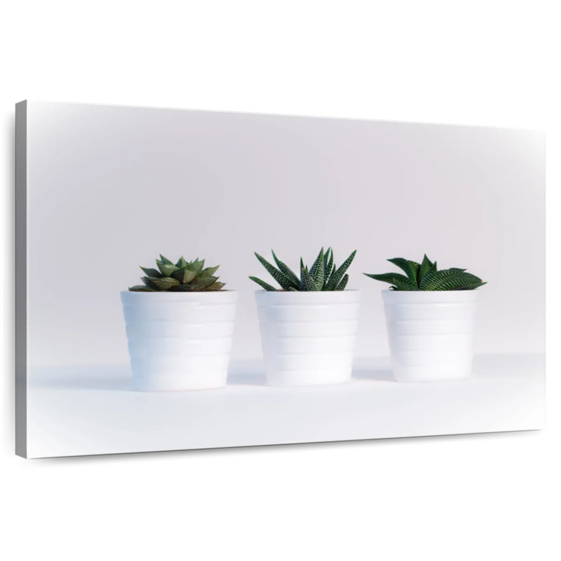 Harnek Three Succulents, H 8 po x l 12 po