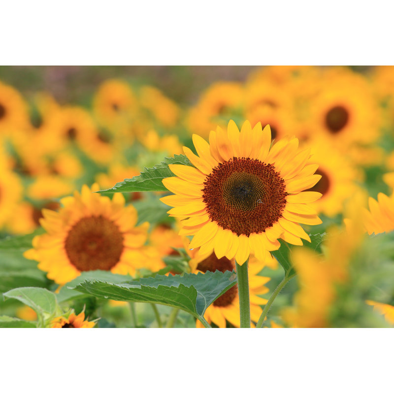 Shanksville Sunflower - Wrapped Canvas Print, 30cm H x 46cm W x 3.8cm D