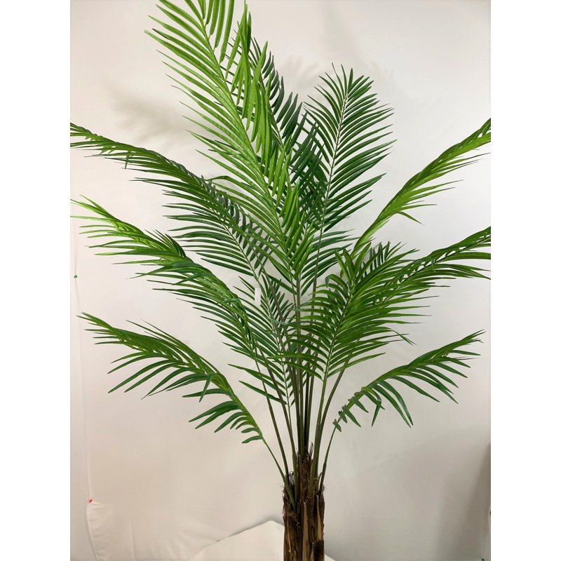 Palmier Areca 6 pi