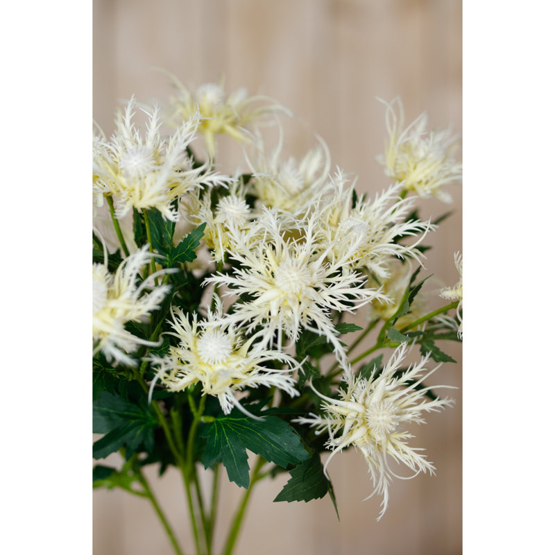 Anastasija Arrangement, Cream