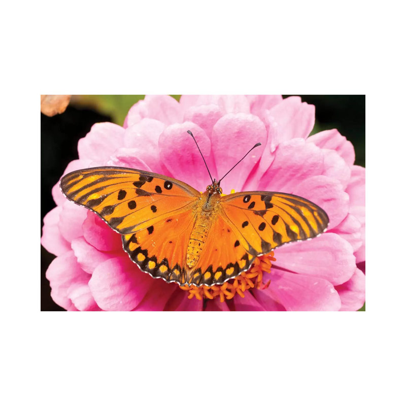 Gulf Fritillary Butterfly on Zinnia Flower, Bahia Blanca, Argentina 1 Piece Wrapped Canvas Wall Art