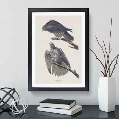Labrador Falcons by John Audubon - Picture Frame Graphic Art Print