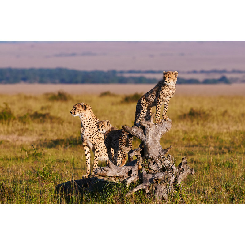 Cheetah Mom And Cubs by Lucaar - Wrapped Canvas Print, 50.8cm H x 76.2cm W