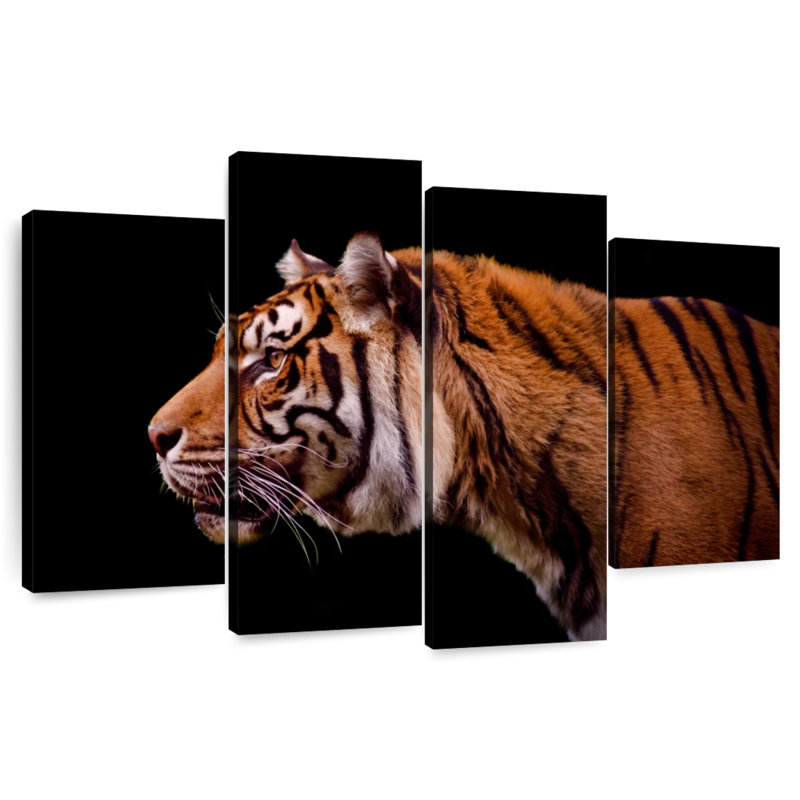 Brampt Royal Tiger