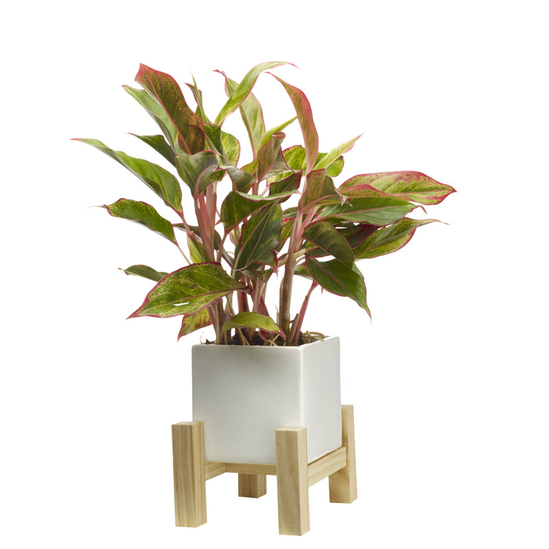 Ceramic Indoor Planter with Wood Stand
