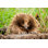 " Echidna Taking Rest "