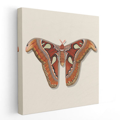 «Watercolor Moths II», reproduction d'art sur toile