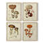 «Mushroom Variétés I», ensemble de 4 encadrées-434044350-434044224
