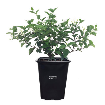 Nature's Way Farms 2 Quart Asian Snow Jasmine Accent Shrub Live Plant in Grower Pot