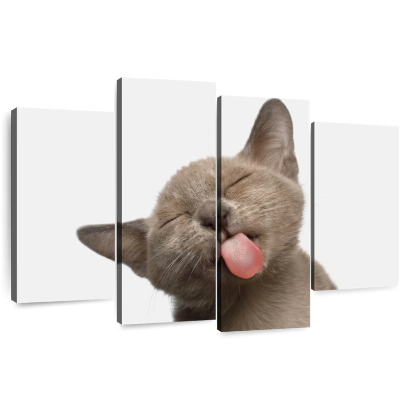 Brampt Cat's Tongue, 48" H x 75" W