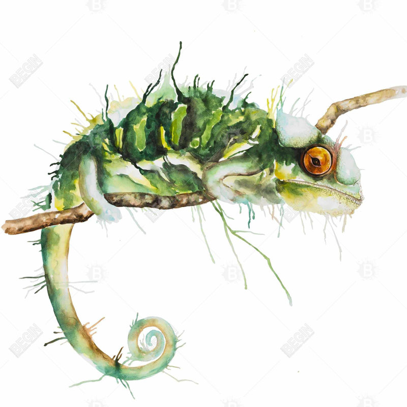 Chameleon on the lookout - 32"x32" art on canvas