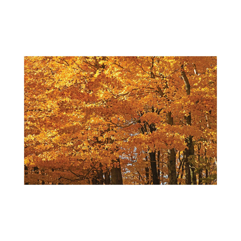 Sunshine Maples by Brian Wolf - Wrapped Canvas Print, 20.32 cm H x 30.48 cm W