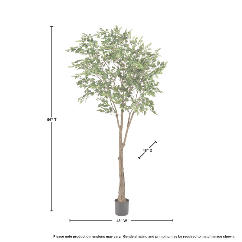 Ficus 96 po en pot