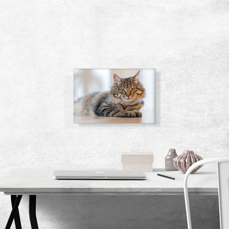 «Maine Coon», reproduction de photo sur toile tendue, H 12 po x l 18 po x P 0,75 po