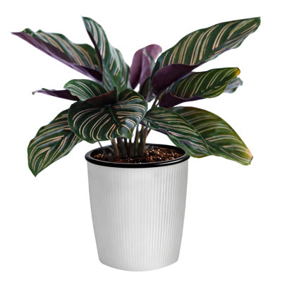 Calathea Ornata, Pinstripe Calathea, Live Indoor Houseplant