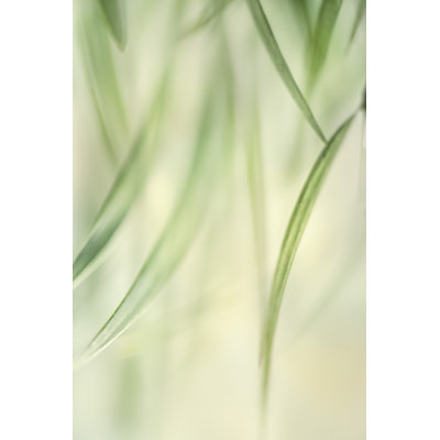 Harmonic II by Dianne Poinski - Painting
