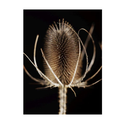 Thistle Detail I Print by Chris Dunker