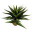 Anivea 55cm Faux Yucca Tree in Pot