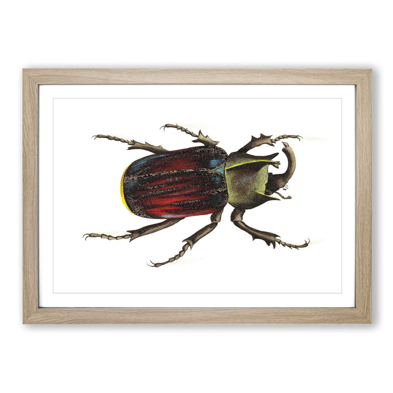 Typhon Beetle by George Shaw - Picture Frame Painting Print, Oak Framed, 27cm H x 36cm W x 2cm D