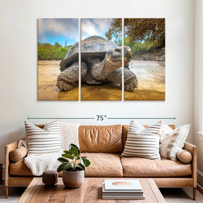 Galapagos Beach Tortoise