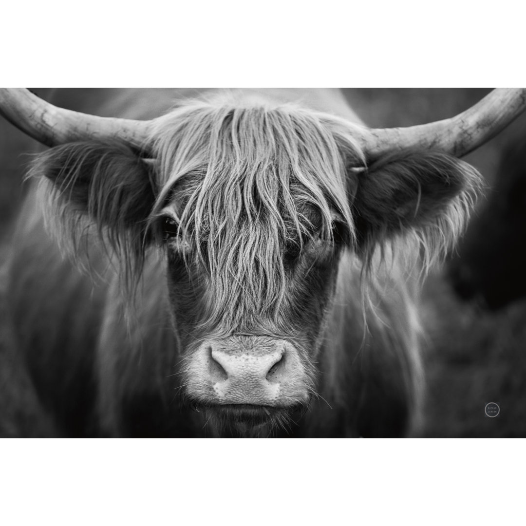 " Cow Nose BW " by Nathan Larson Foundry Select 