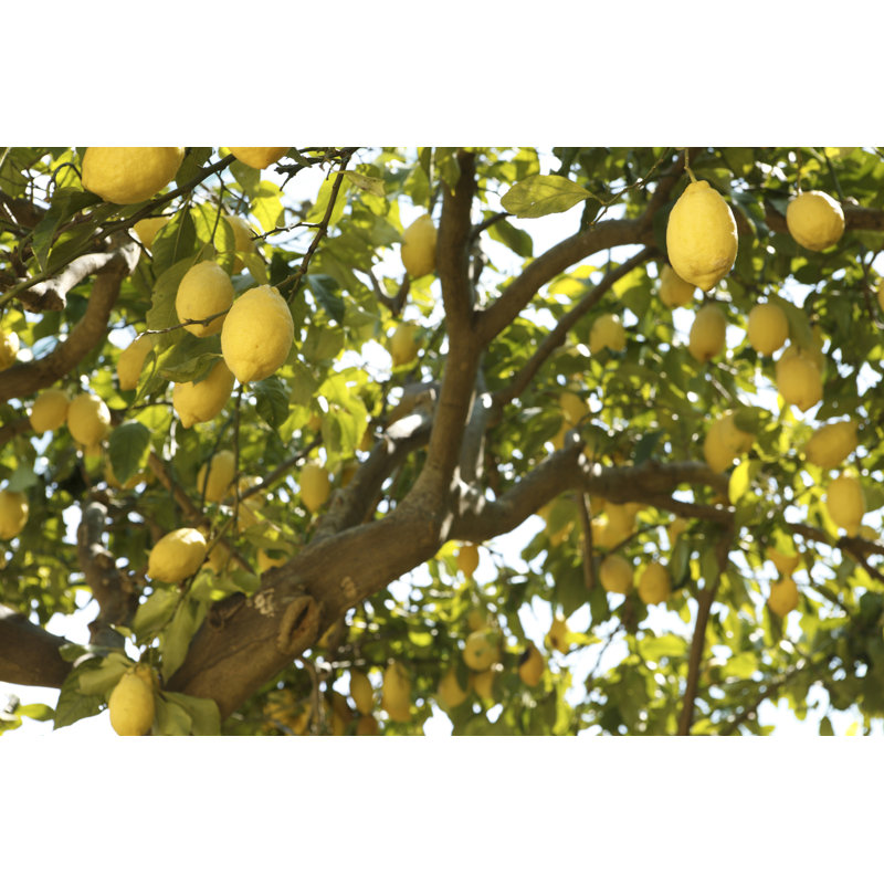 Odmeyer - Wrapped Canvas Print, 30cm H x 46cm W x 3.8cm D