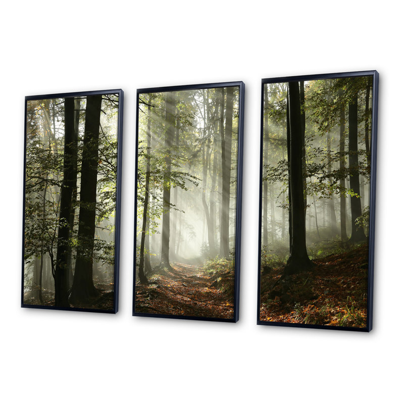 «Light In Dense Fall Forest With Fog», ensemble d'art mural sur toile encadré paysage, H 32 po x l 48 po, Noir
