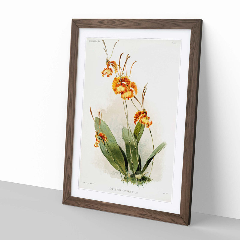 Magnolia Flowers Illustration Tab. 84 by Frederick Sander - Picture Frame Painting Print, 76cm H x 50cm W x 2cm D, Walnut