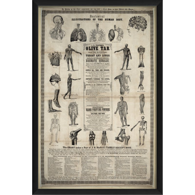 " Anatomical Illustrations Of The Human Body " by The Artwork Factory