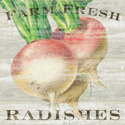 Radis frais de ferme