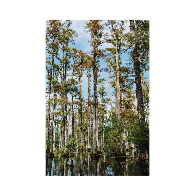 Charleston Cypress Gardens II by Bethany Young - Wrapped Canvas Print, 12" H x 8" W x 0.75" D