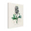 Art sur toile, John Stephenson et Delphinum Staphisagria-103100411