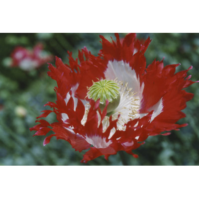 Raglin Poppy by Meg McComb - Wrapped Canvas Art Prints