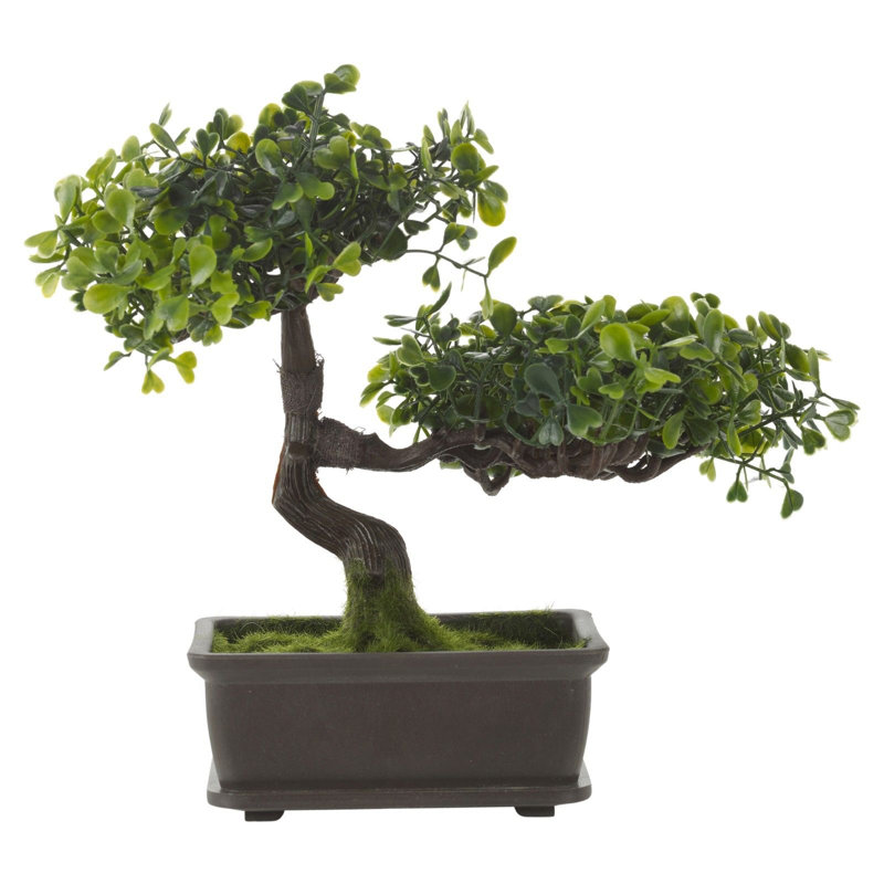 25cm Bonsai Plant in Pot